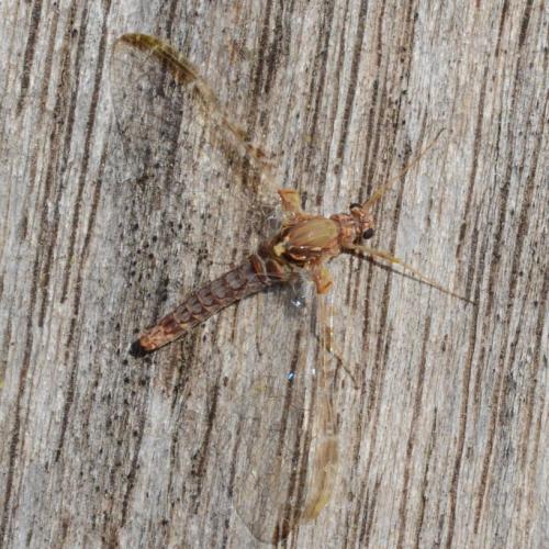 Réf. 302 342 : Cloeon dipterum
